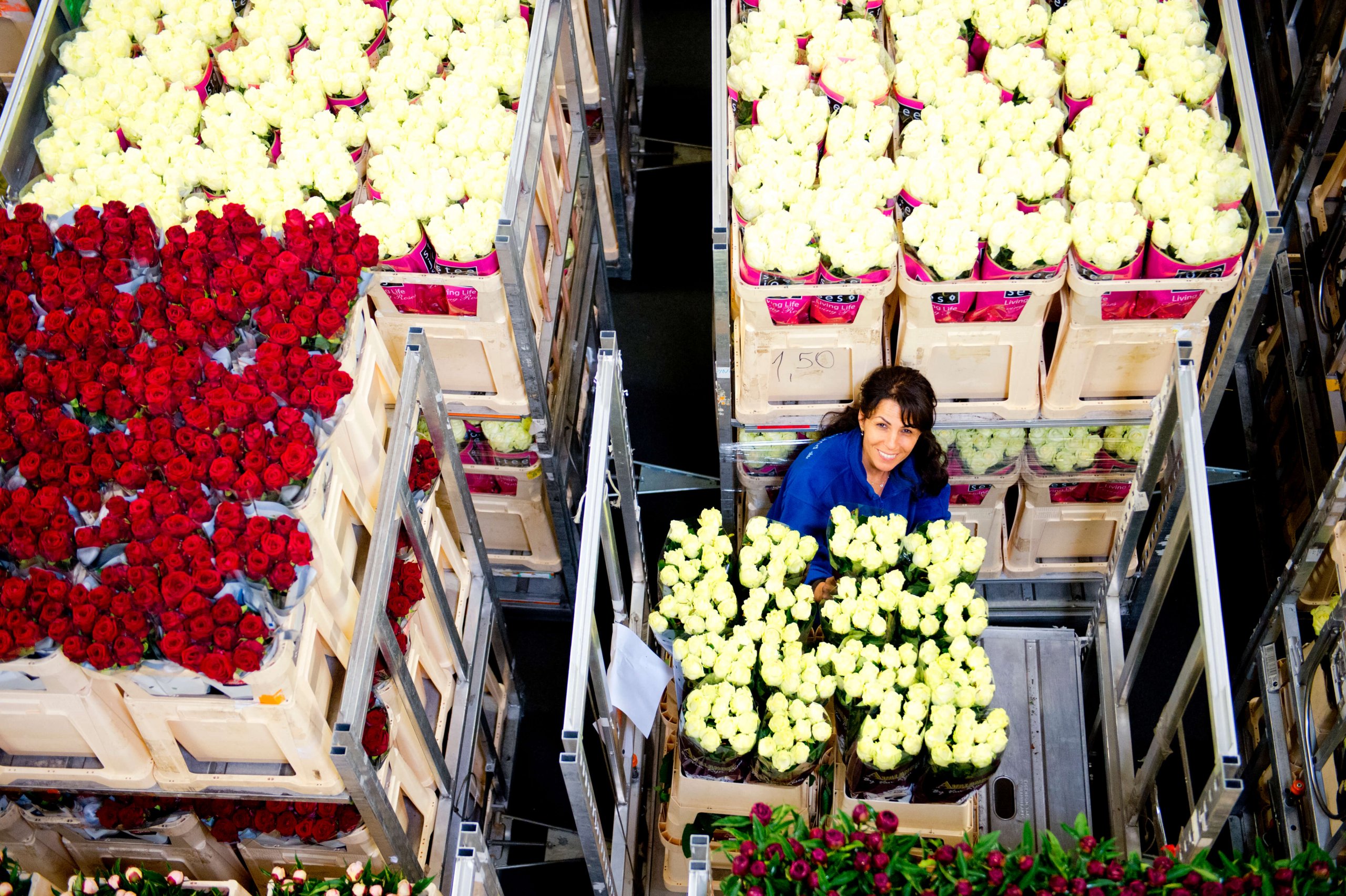 Flowers in Aalsmeer: Flower Village