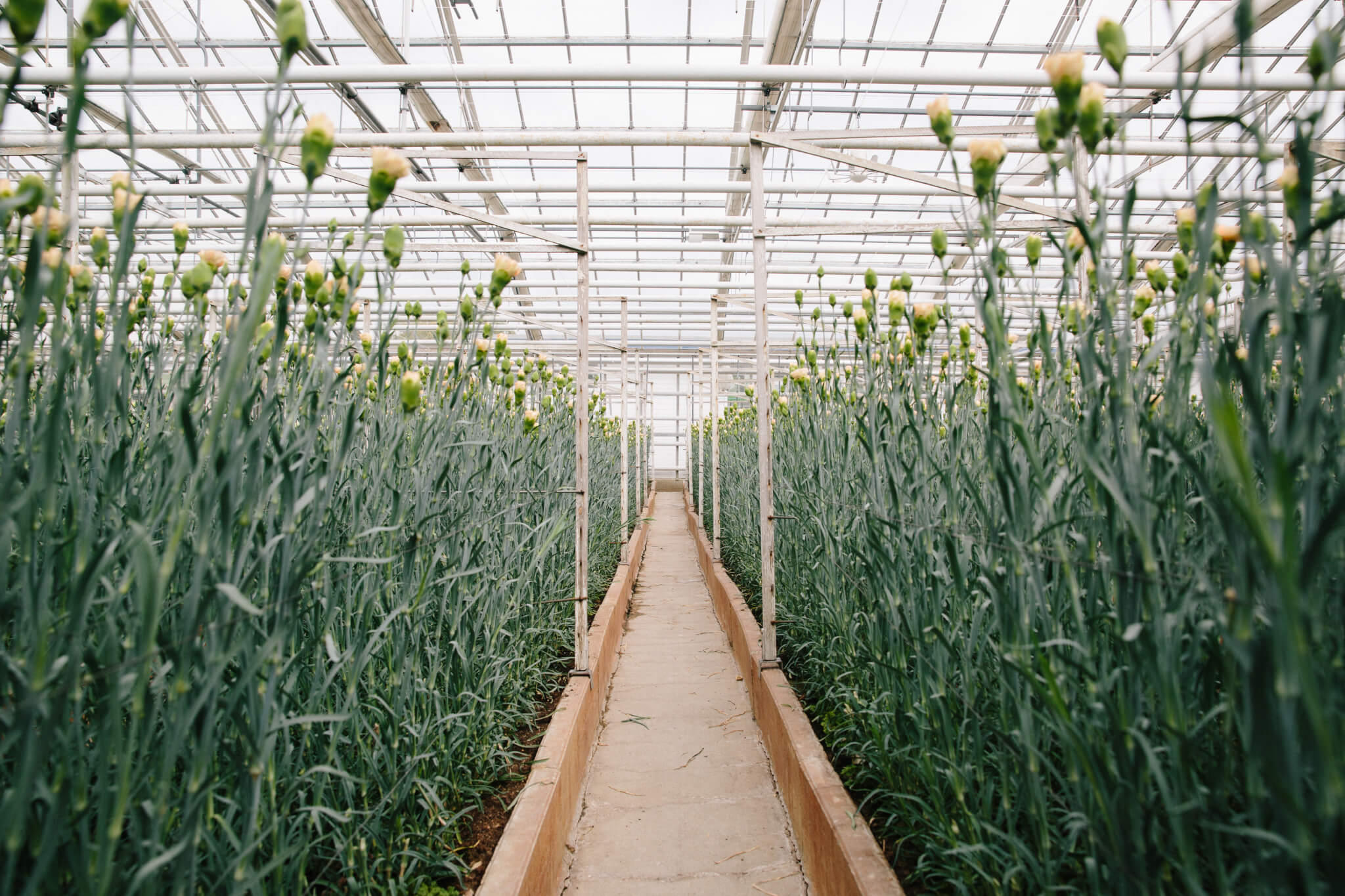 Things to do with flowers in Aalsmeer