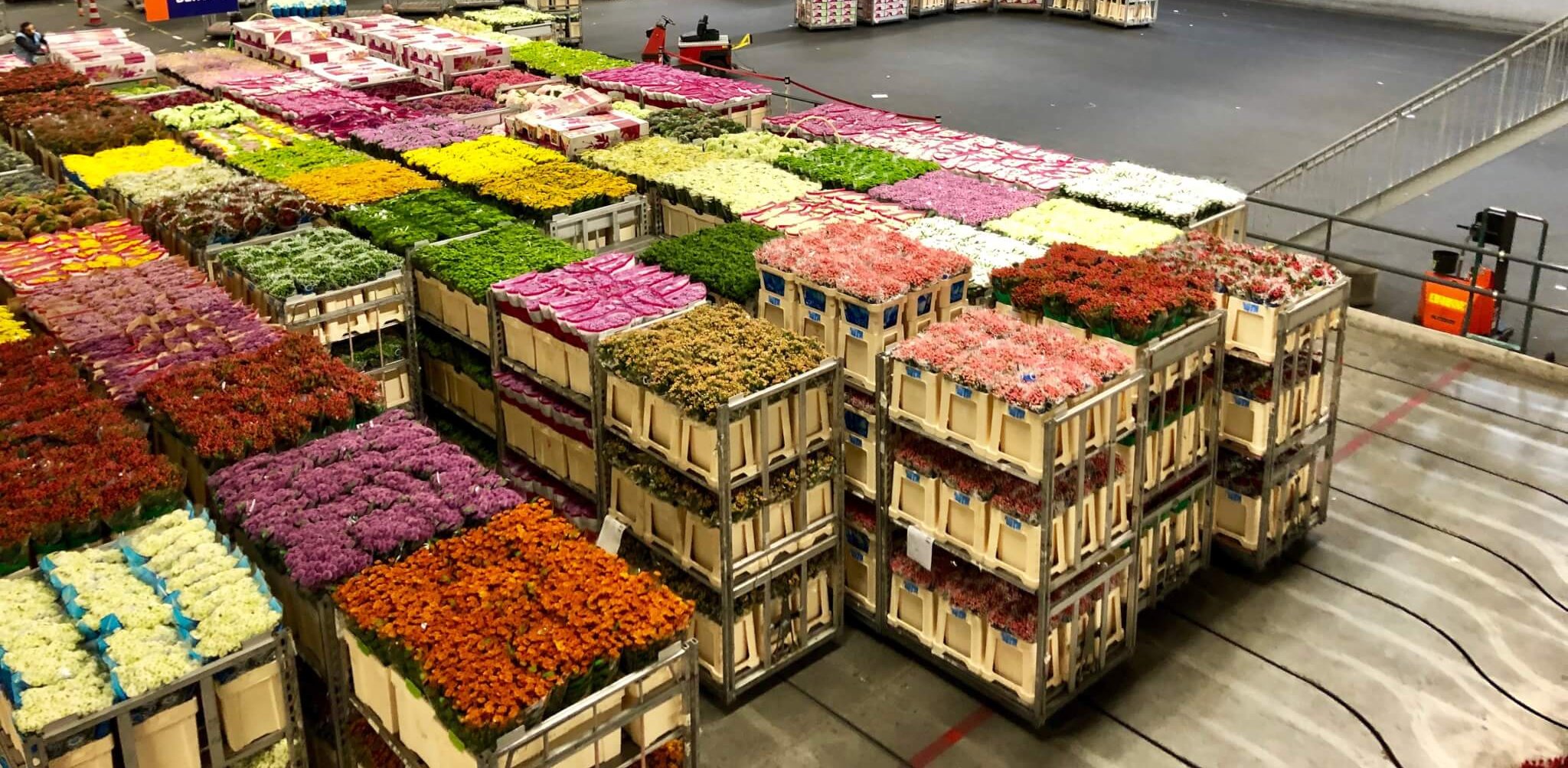 Tips om de bloemenveiling in Aalsmeer te bezoeken Visit Aalsmeer