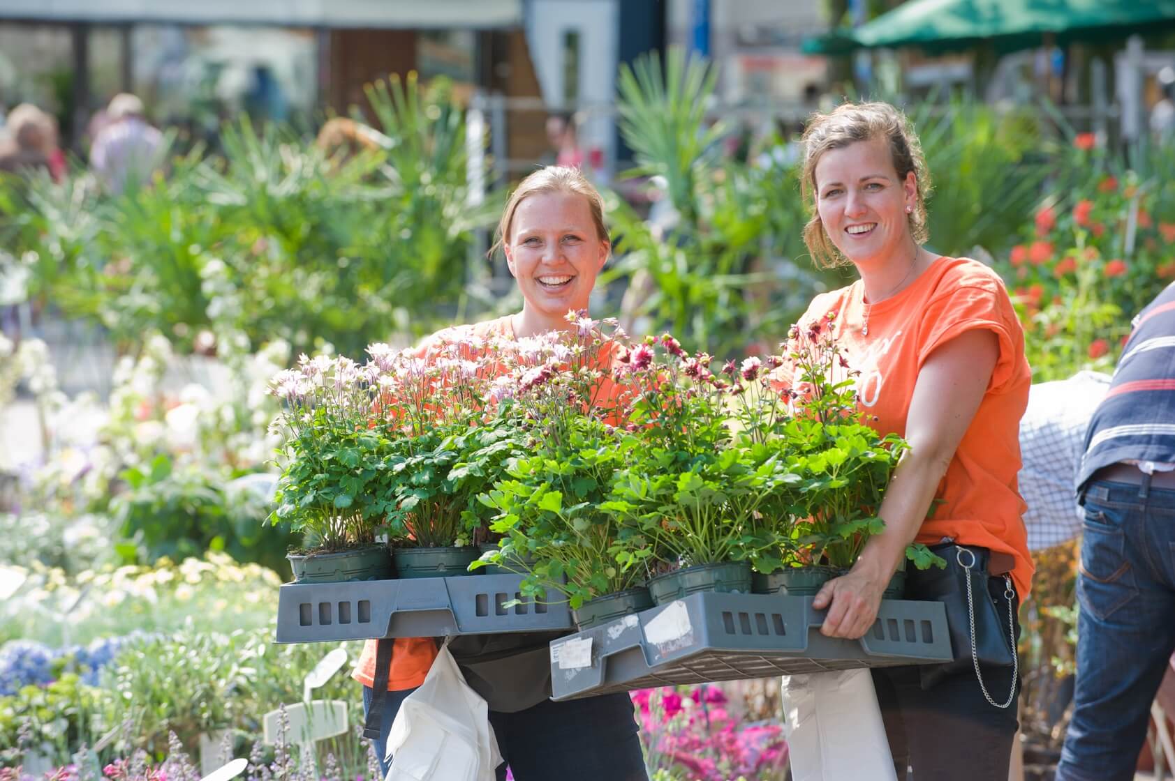 Geraniummarkt in Aalsmeer