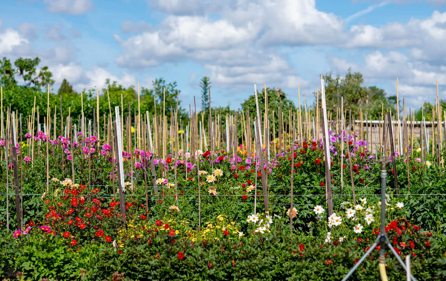 Rondleiding Historische Tuin