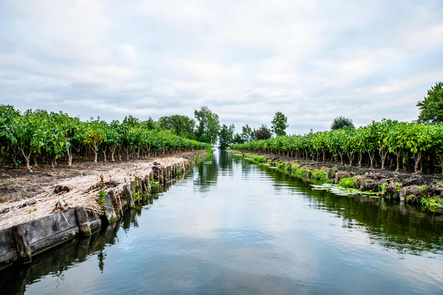 Seringenakkers in Aalsmeer