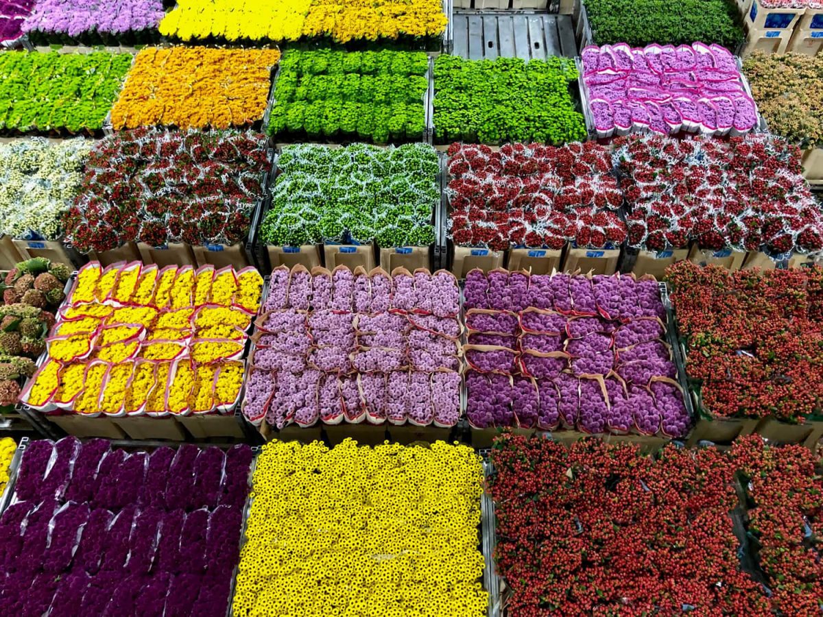 Royal FloraHolland: 's werelds grootste bloemenveiling in Aalsmeer