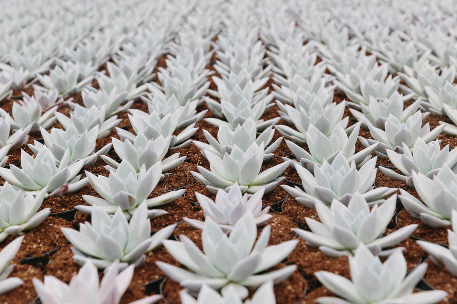 Ubink Cactus & Succulent