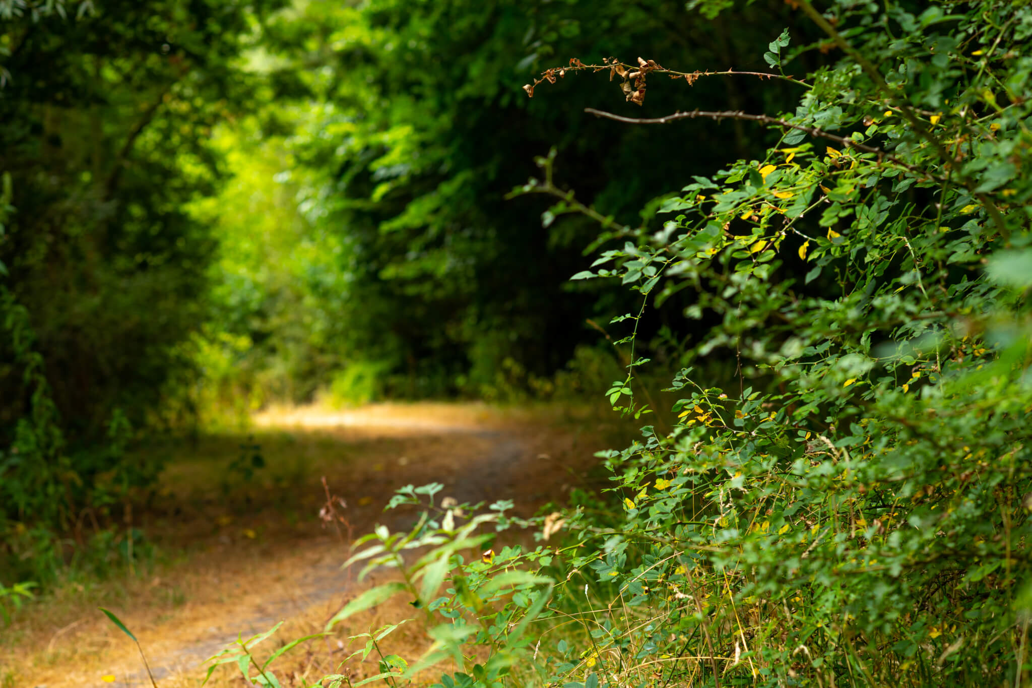 Cycling and walking in Schinkelbos Aalsmeer