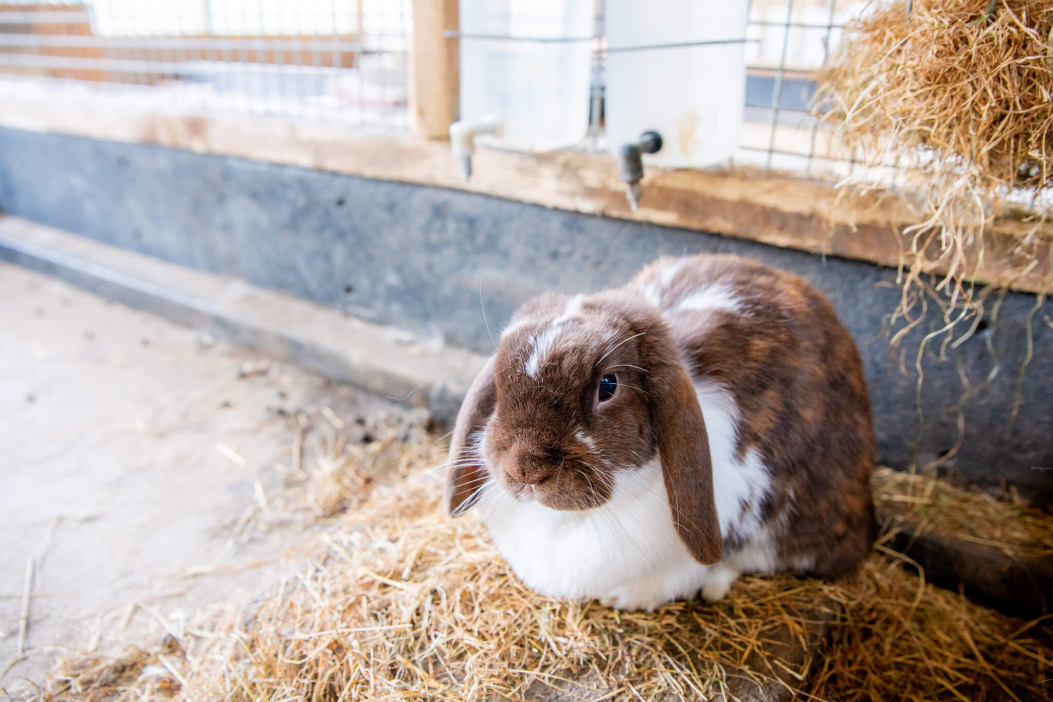 Children's Farm Aalsmeer