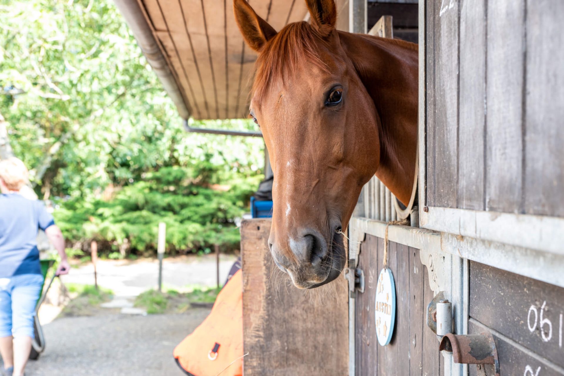 Horseback riding Aalsmeer