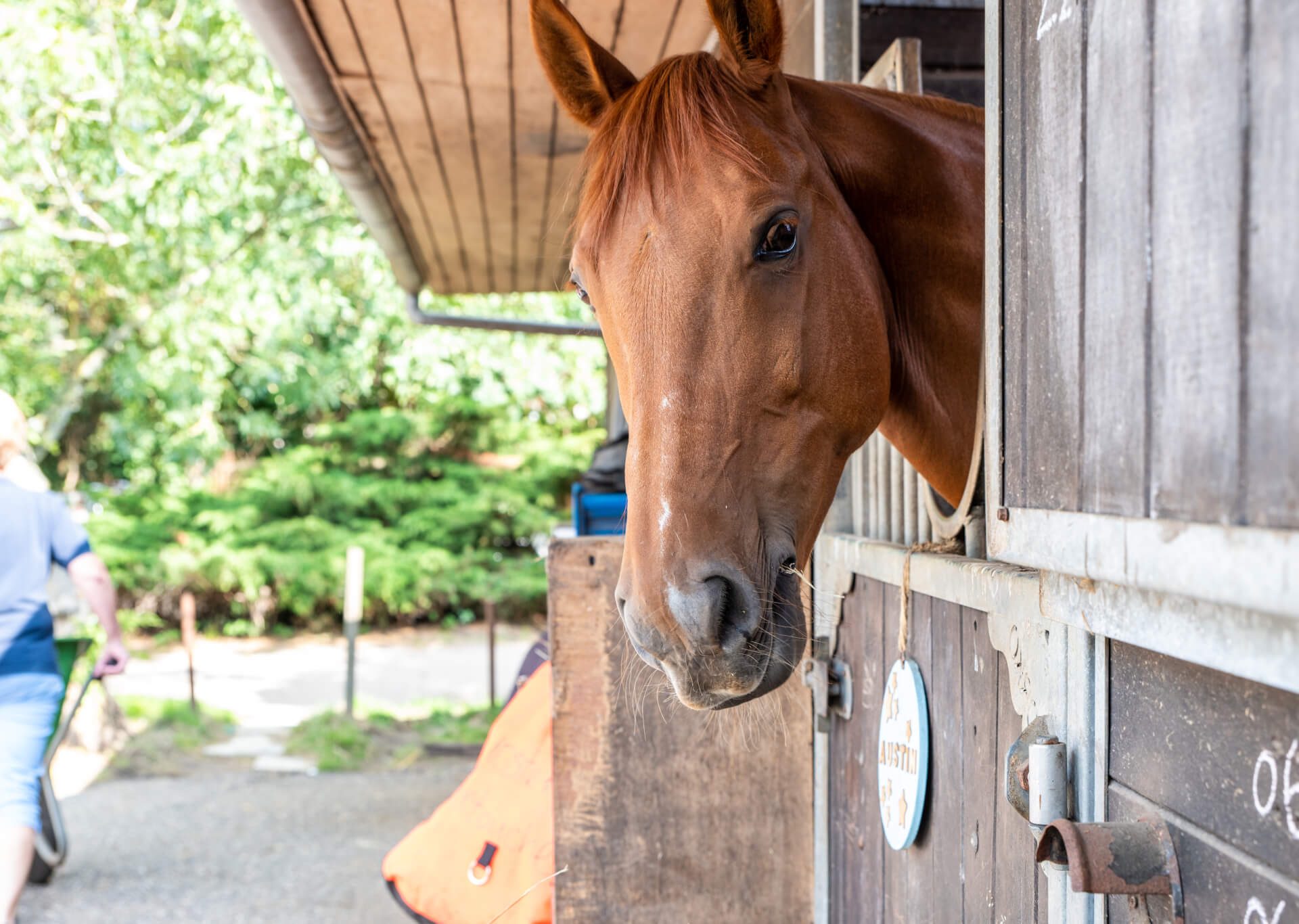 Horseback riding Aalsmeer