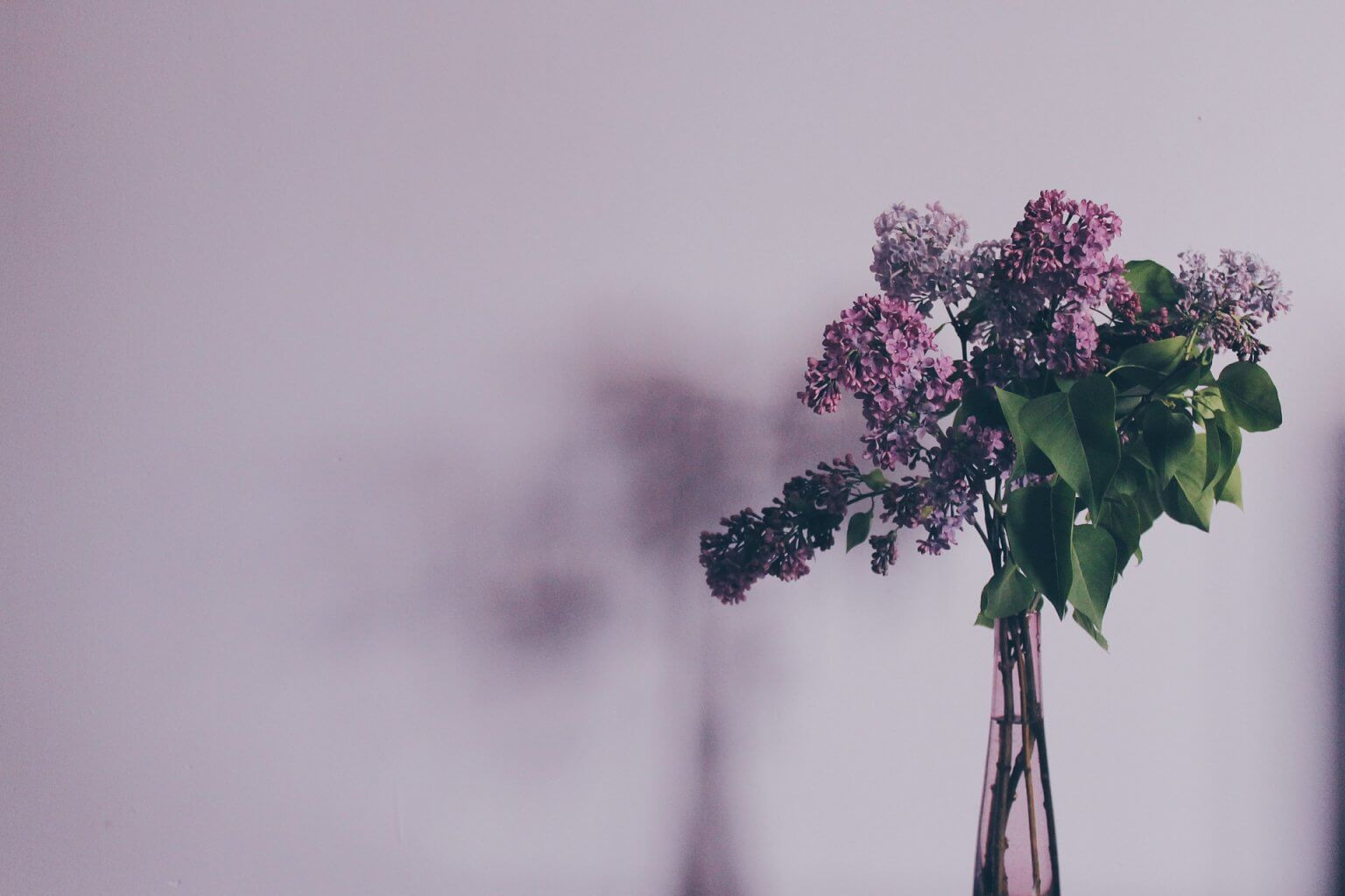 quintessential Aalsmeer lilac