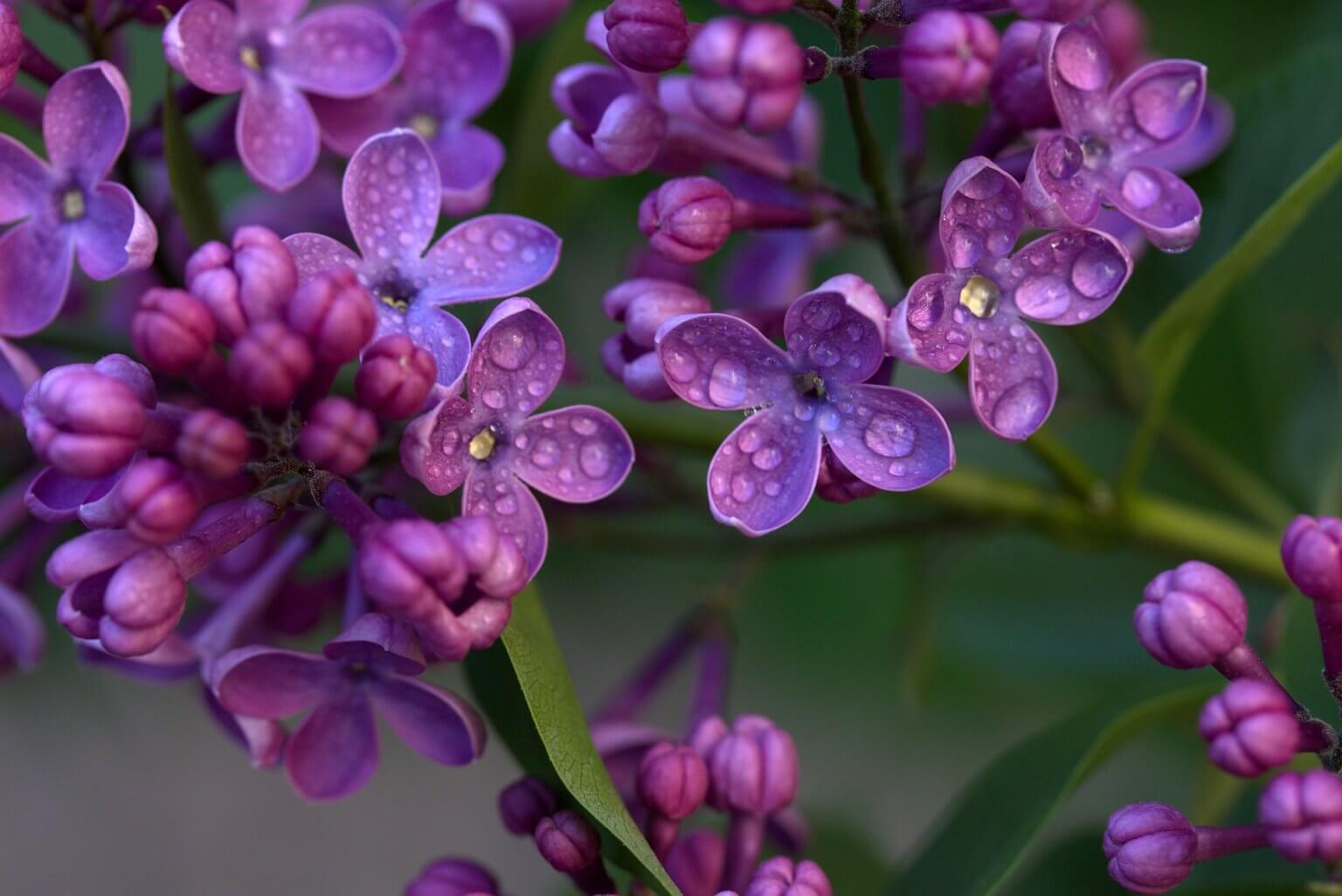 quintessential Aalsmeer lilac