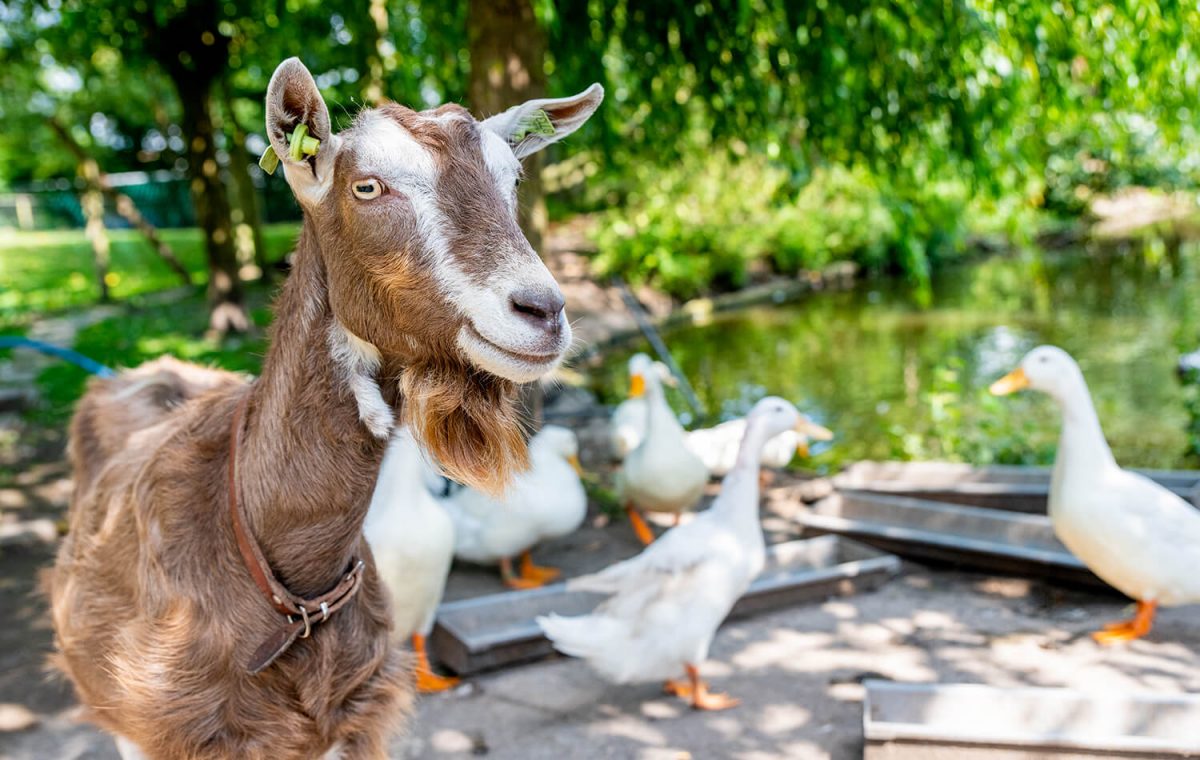 Kinderboerderij Boerenvreugd