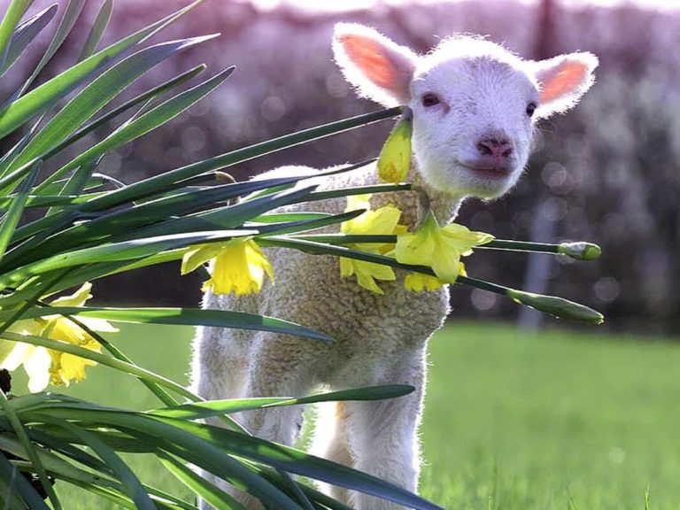 Lammetje met narcissen