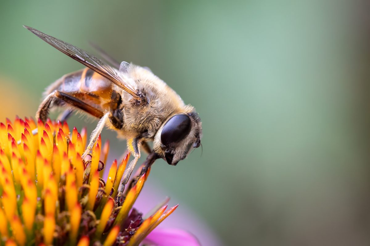 Expositie insecten bij de Historische Tuin Aalsmeer
