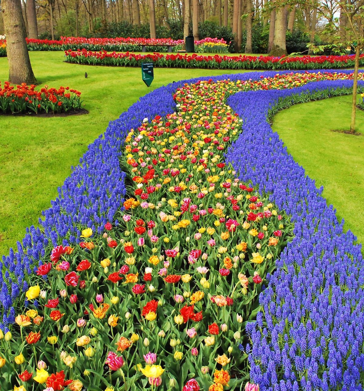 Rijen met kleurrijke bloemen in lentepark de Keukenhof