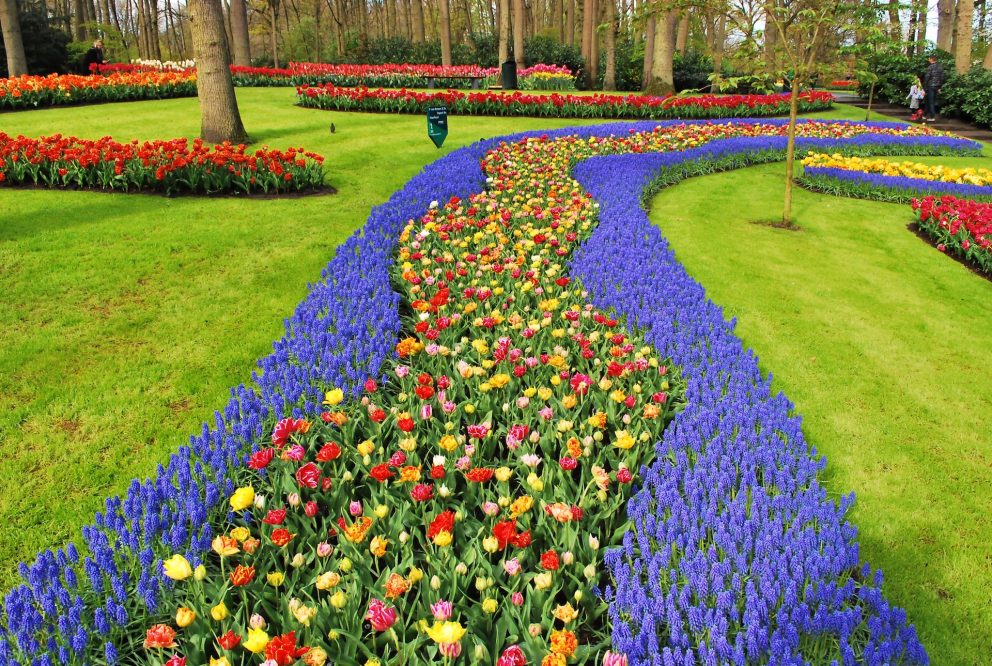 Rijen met kleurrijke bloemen in lentepark de Keukenhof