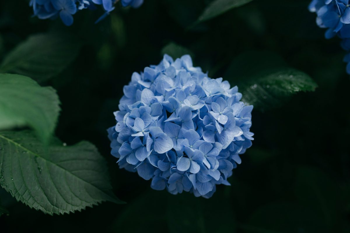 Jaar van de Hortensia