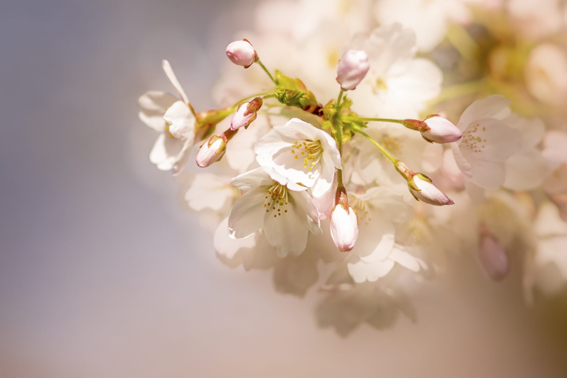 Japanse tentoonstelling Flower Art Museum